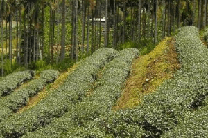 赤科山金針花