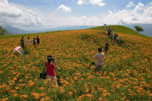 六十石山金針花之旅